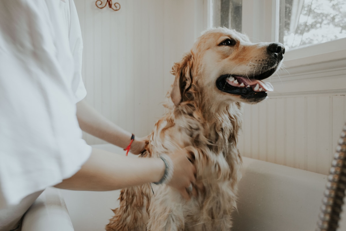 PawPaw Grooming Happy Fluffy Pet