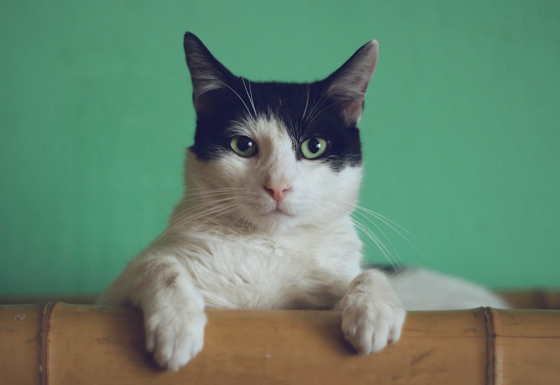 Luna Persia Longhair Grooming